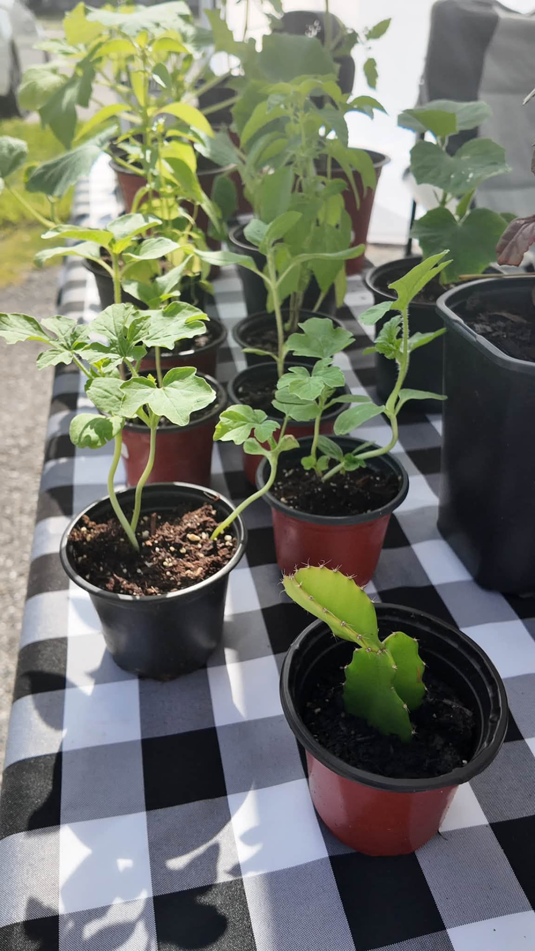 Potted seedlings and a young cactus set out on a checkered market table